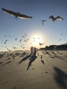 Birds flying on the beach during a classic sunset on Tybee Island - GEORGIA - USA Royalty Free Stock Photo